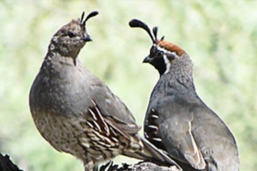 Two birds with distinctive crests and feather patterns, perched on a branch. 4
