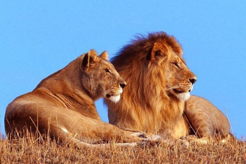 Cape Town: 10-Day Overland Safari to Johannesburg via Kruger 2