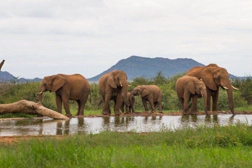 A herd of elephants by a waterhole in a grassy savannah with mountains in the background. 2