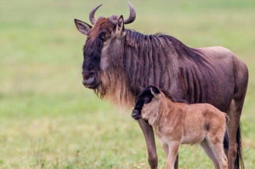A wildebeest with a calf in a grassy field. 3