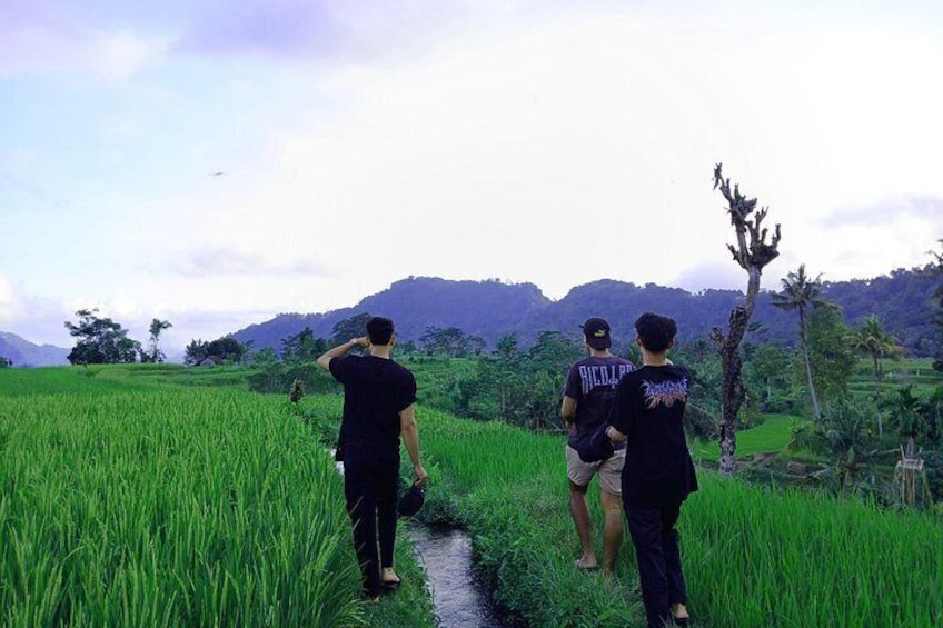 Wander through Sidemen’s endless fields of thriving rice plants. 5