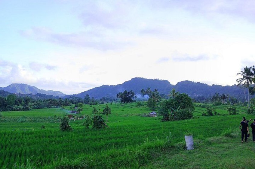 Sidemen’s Lush Rice Terraces 4