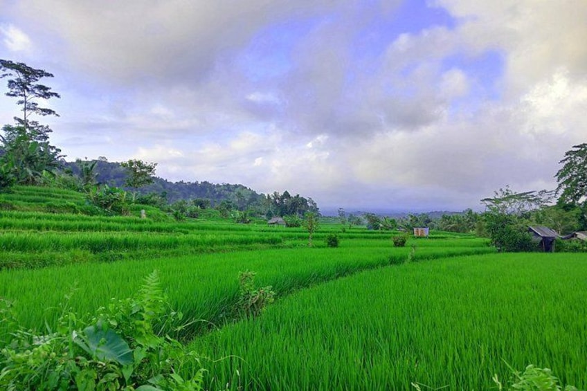Sidemen’s rice paddies create a stunning patchwork of green hues 4