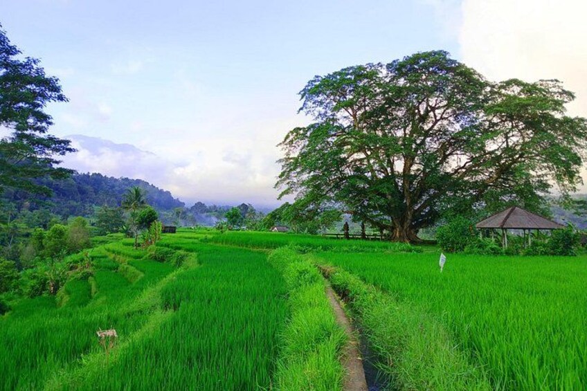 Sidemen offers a perfect view of nature’s green masterpiece. 3
