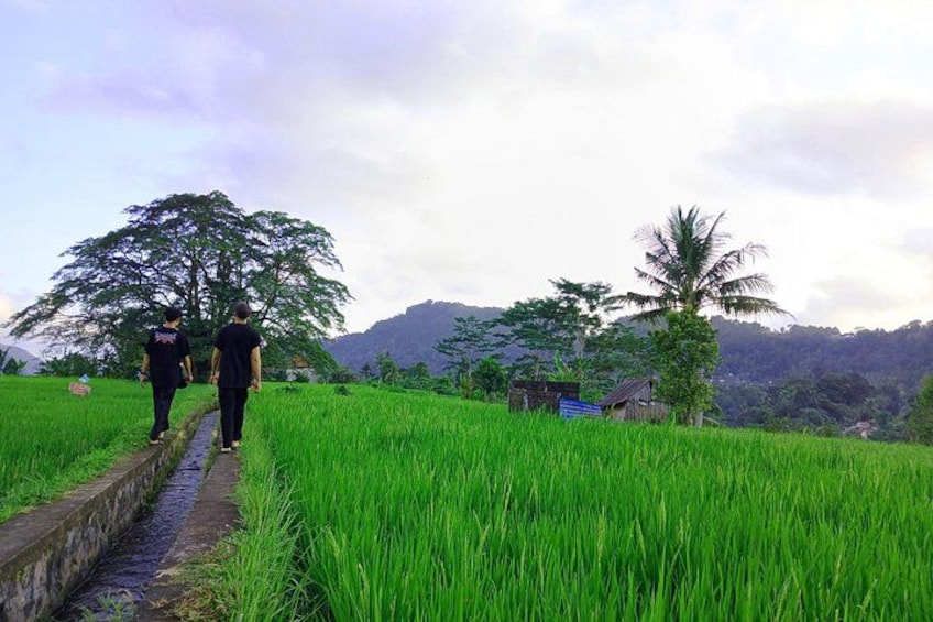 The lush rice fields in Sidemen are a feast for the eyes. 2