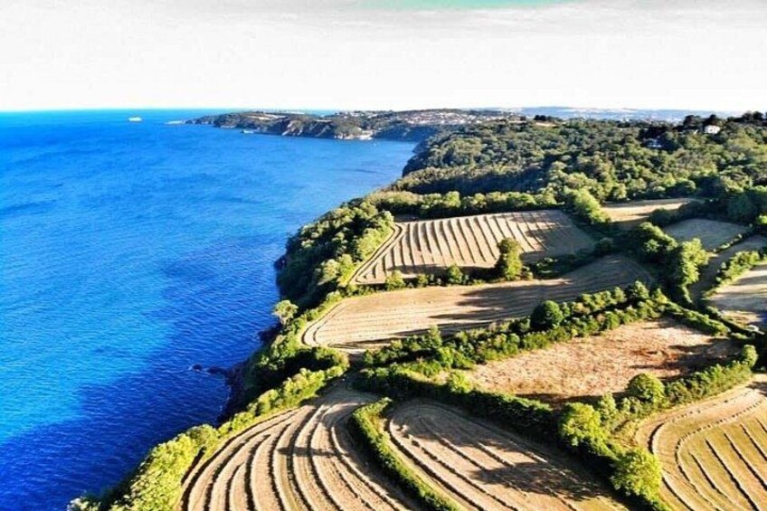 Terraced vineyards along a coastline. 1