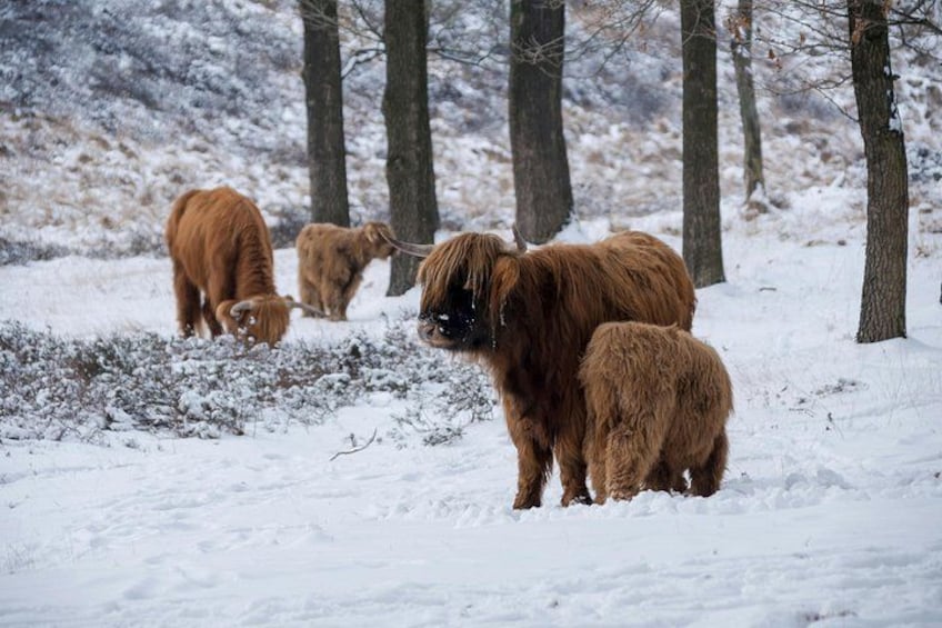 A snowy landscape with a group of Highland cattle grazing. 2