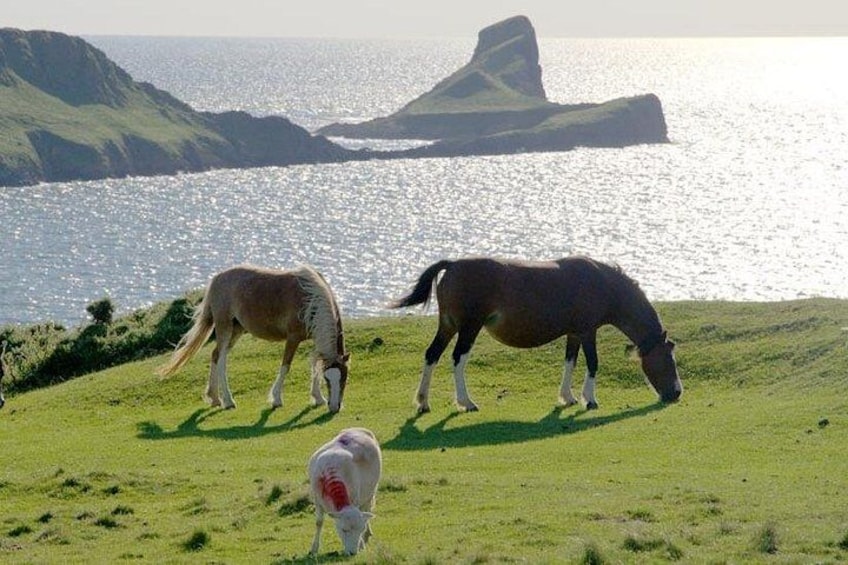 Two horses grazing on a grassy hillside with a body of water and a rocky outcrop in the background. 3
