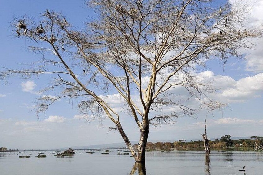 Lake Naivasha Boat ride and Crescent island walk from Nairobi 3