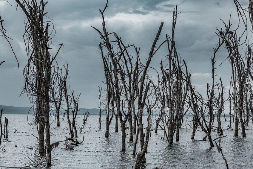 Lake Naivasha Boat ride and Crescent island walk from Nairobi 4