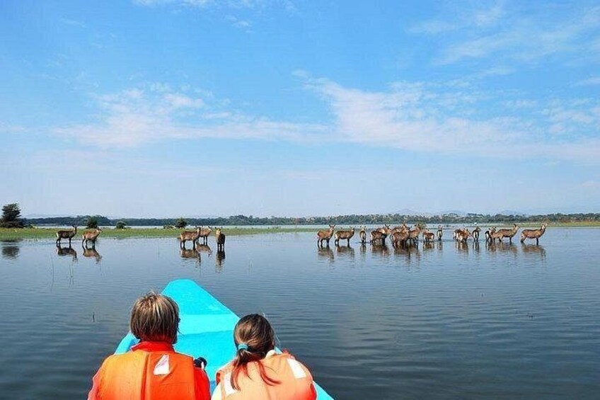 Lake Naivasha Boat ride and Crescent island walk from Nairobi 2