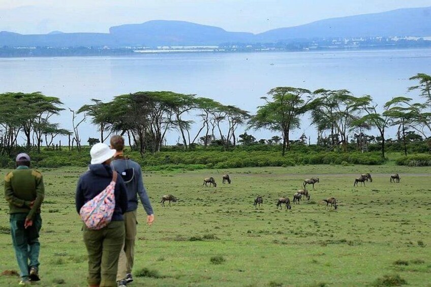 Lake Naivasha Boat ride and Crescent island walk from Nairobi 5