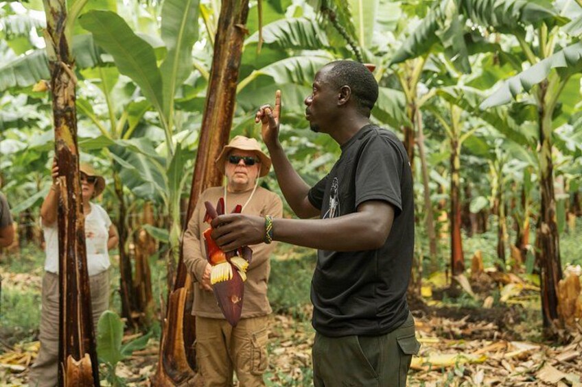 A person in a forested area with banana trees, holding a plant. 5