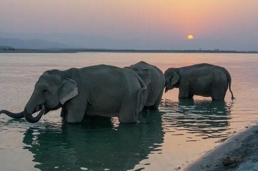 Two elephants in water at sunset. 2