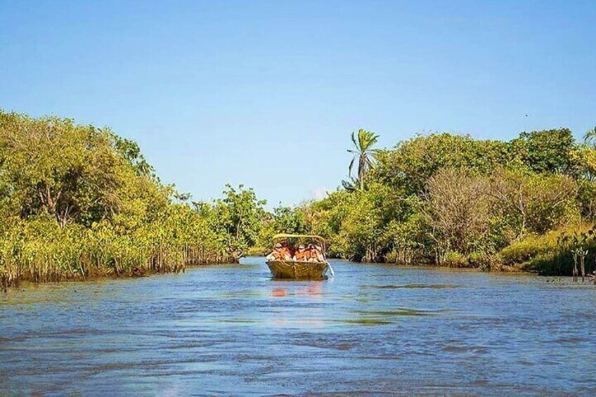 Una embarcación en un río rodeado de vegetación densa. 4
