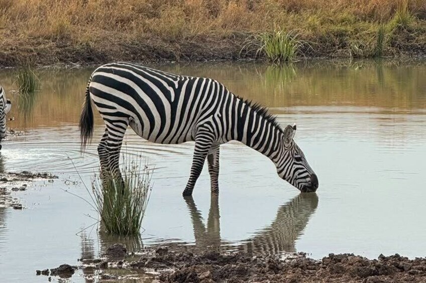 Un zèbre boit de l’eau dans un étang, entouré d’une étendue de prairies sèches. 2