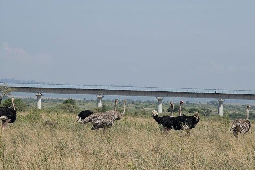 Eine Gruppe Strauße auf einer Wiese, im Hintergrund eine Brücke. 3