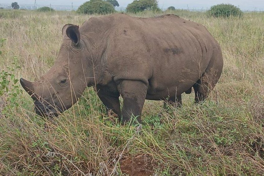 Ein Nashorn grast auf einer Wiese. 5