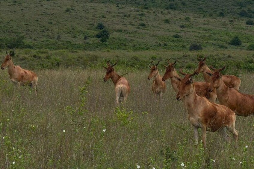 Un troupeau d’antilopes dans un champ herbeux, avec un paysage vallonné en arrière-plan. 3