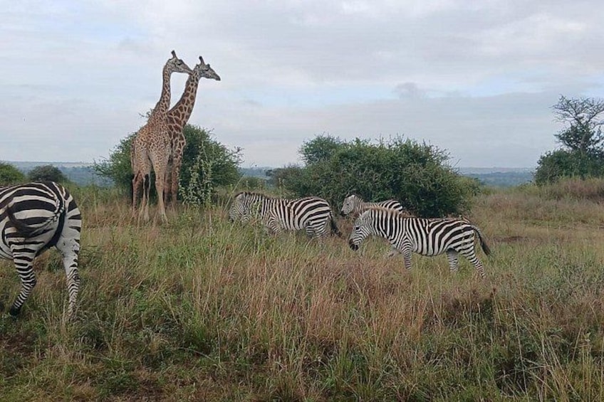 Zebras und Giraffen auf einer Wiese mit Bäumen und einem bewölkten Himmel. 4
