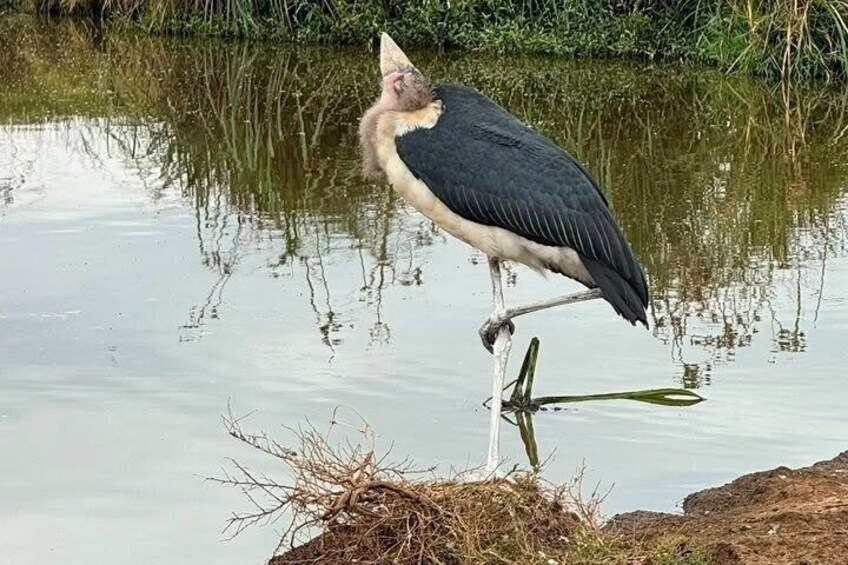 Un oiseau perché sur une branche au-dessus de l’eau. 5