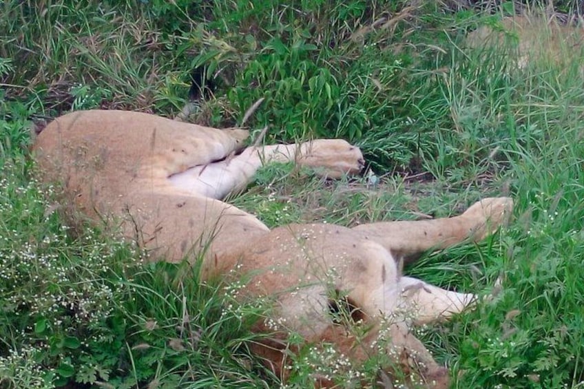 Zwei Löwen liegen in einer grasbewachsenen Fläche, umgeben von dichter Vegetation. 2