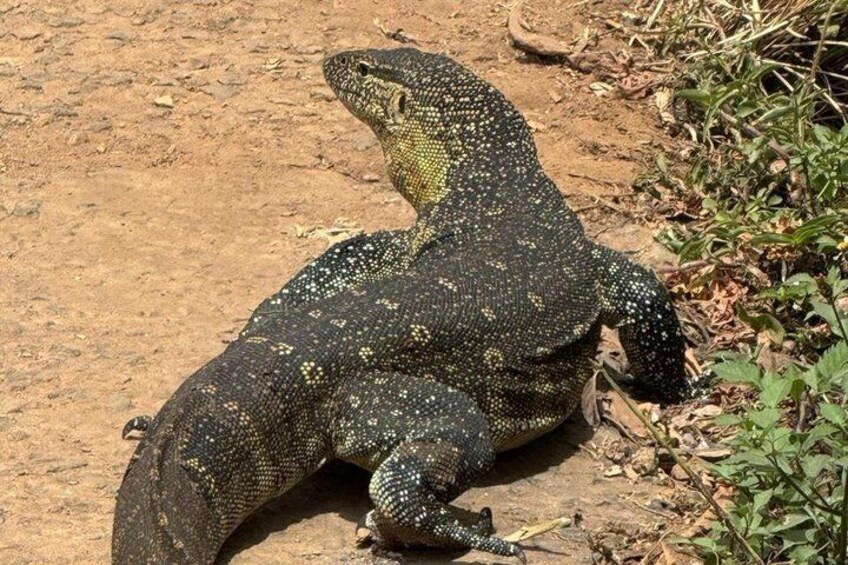 Un grand lézard se trouve sur un sol terreux où la végétation est clairsemée. 4