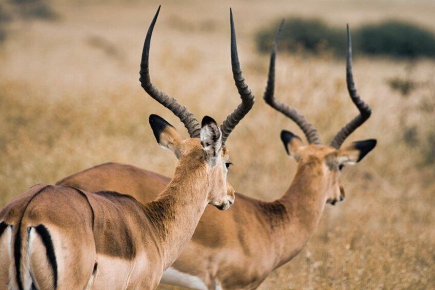 Deux antilopes aux longues cornes recourbées, dans une savane aride. 1