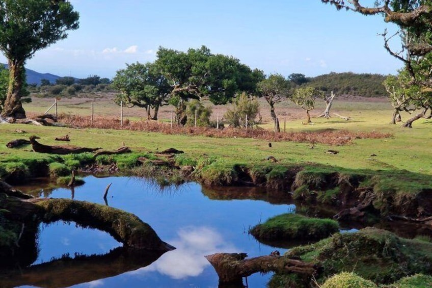 The Perfect Contrast: Fanal Forest, Porto Moniz & Seixal Tour 3