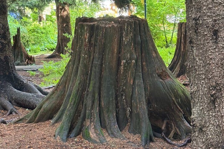 A large tree stump surrounded by forest. 2