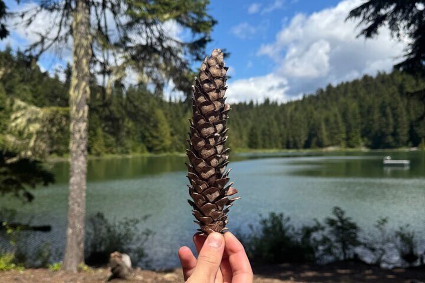 A hand holding a pine cone with a lake and forest in the background. 3