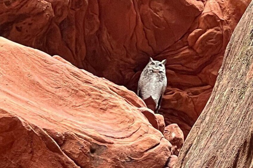 Eine Schlucht mit einem Vogel, der auf einem Felsen sitzt. 1