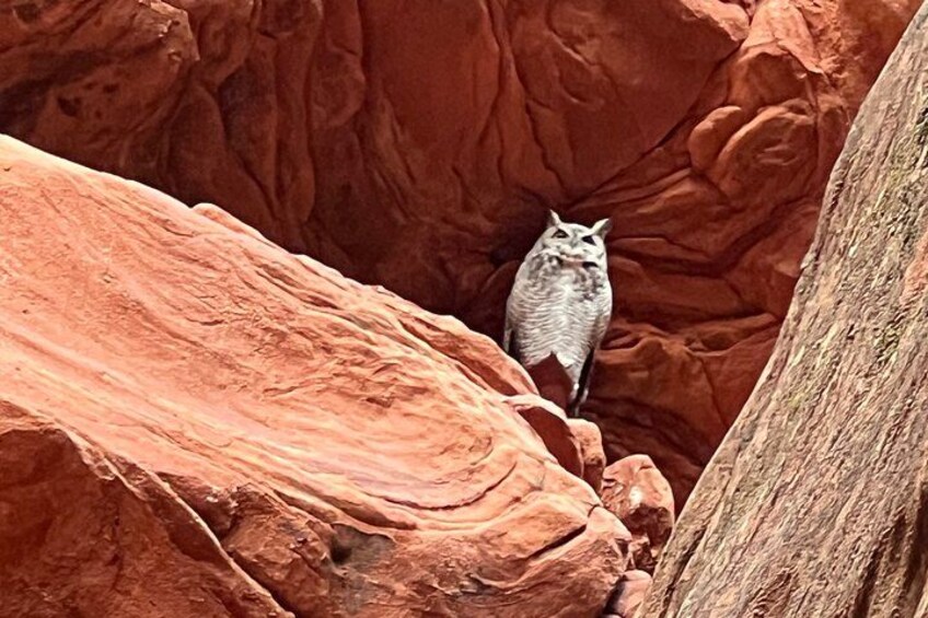 You might spot special residents on your walk through the canyon. Here we found a Great Horned Owl! 1