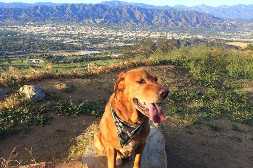 A dog sitting on a rock with a mountainous landscape in the background. 3