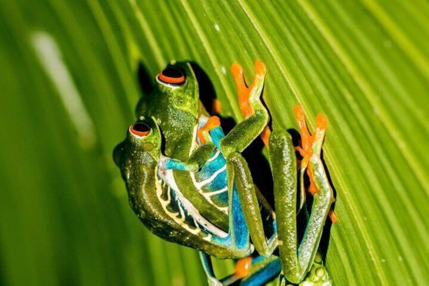 Night Tour of Frogs and Reptiles in Private Reserve Papas Place 5