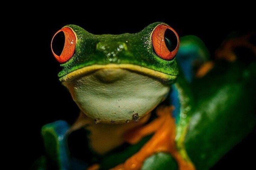 Night Tour of Frogs and Reptiles in Private Reserve Papas Place 4