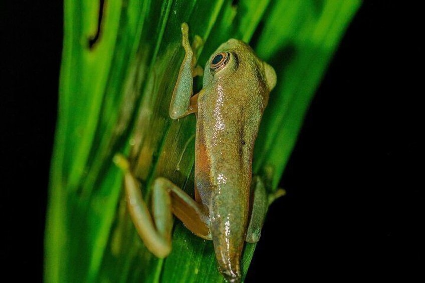 Night Tour of Frogs and Reptiles in Private Reserve Papas Place 2