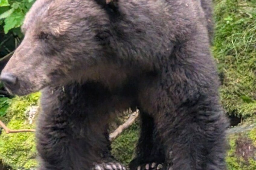 Exclusive Locations Private Bear Viewing 4