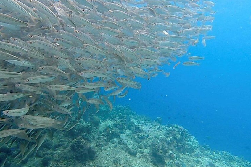 Napaling Sardines Run 2