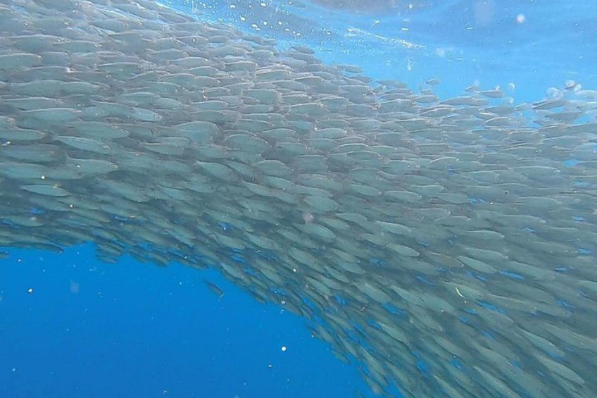 Napaling Sardines Run 1