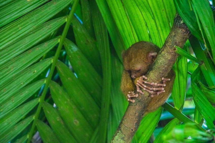 Philippine Tarsier 3