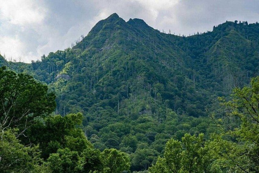 A mountainous landscape with dense forest. 2