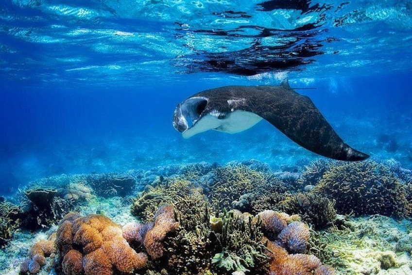 Une raie manta nageant au-dessus d’un récif corallien. 2