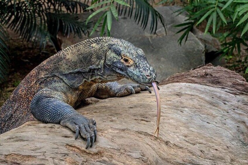 Small Group Komodo Fast Boat Tour with Padar Island & Pink Beach 1
