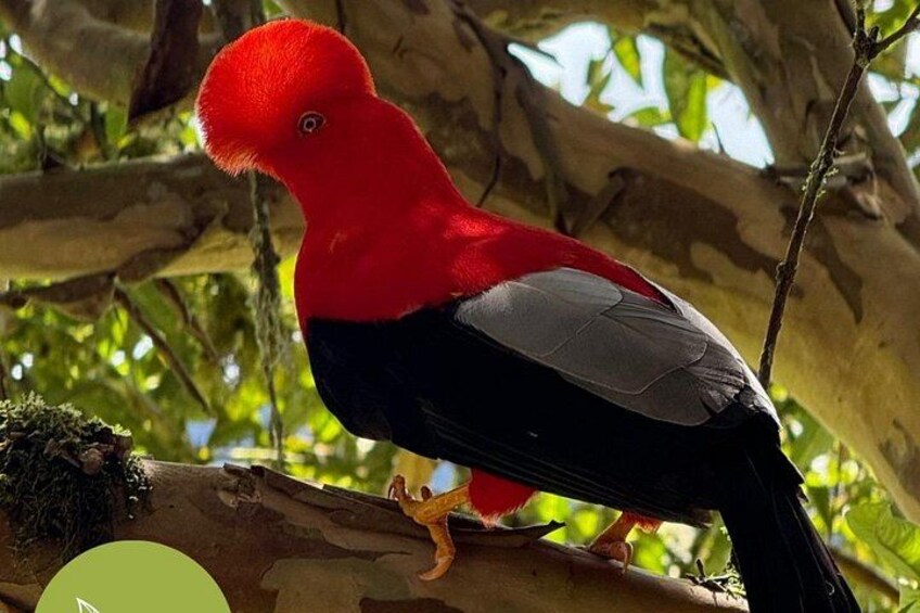 A red bird perched on a branch. 2