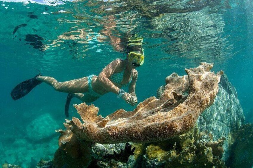 A diver exploring a coral reef with a large coral formation. 3