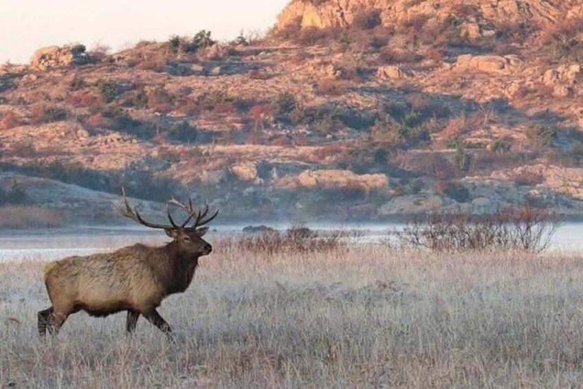 A large elk in a grassy field with a rocky hillside in the background. 4