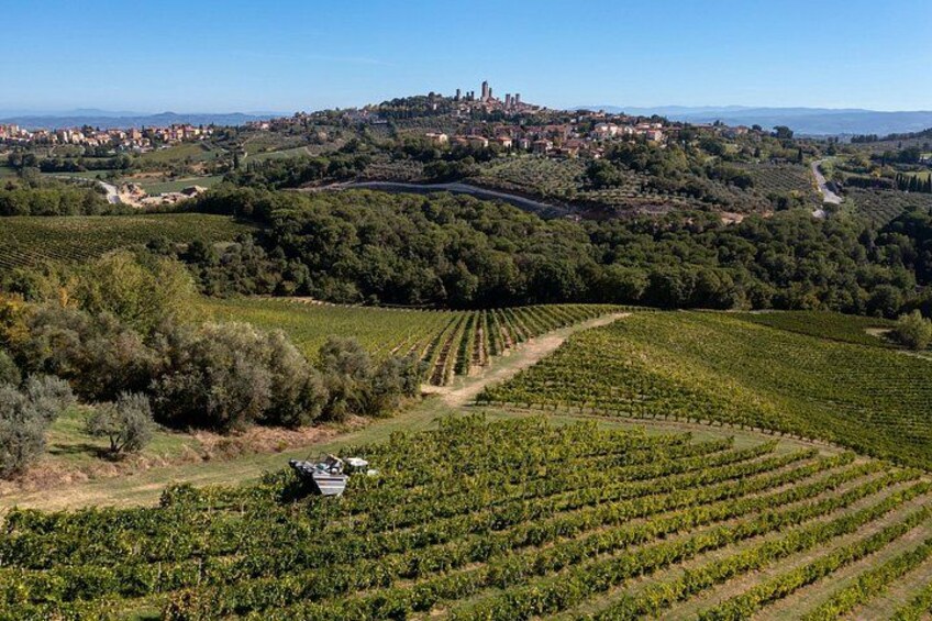 A vineyard with rows of grapevines, a tractor, and a distant town on a hill. 2