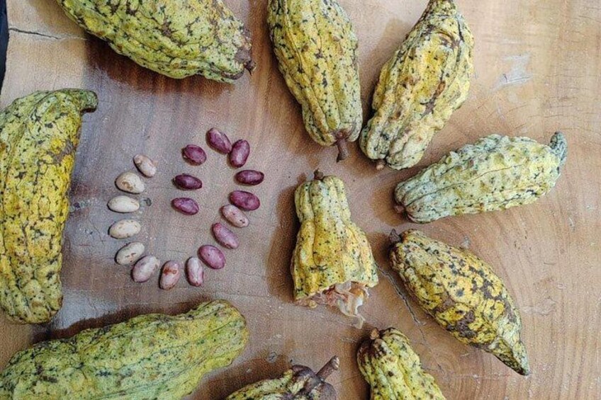 Un piano di legno con diverse zucche essiccate e una fila di fagioli. 3