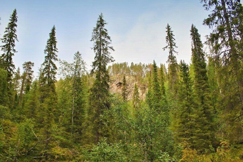 A dense forest with tall evergreen trees and a rocky cliff in the background. 4